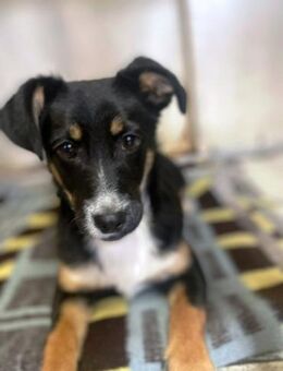 Rango von kettenlos - Bollingstedt