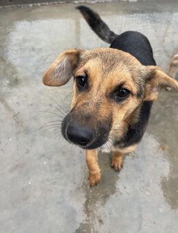 Luna - sanft, lieb, zurückhaltend - Hamburg