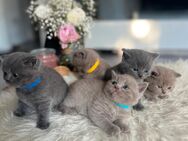 5 Britisch Kurzhaar Kitten suchen ein liebevolles Zuhause - Niedernhausen