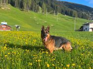 Deckrüde - Deutscher Schäferhund mit Papieren - Davos Platz