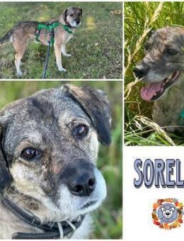 SORELLA * zauberhafte Hundedame - Duisburg