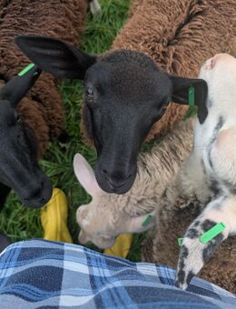 Bocklämmer von 2/25 abzugeben - Eggstätt