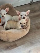 Chihuahua 4 Monate alt, geimpft in 32108