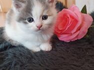 Süße Maine Coon Mischlinge zu verkaufen! - Straubing
