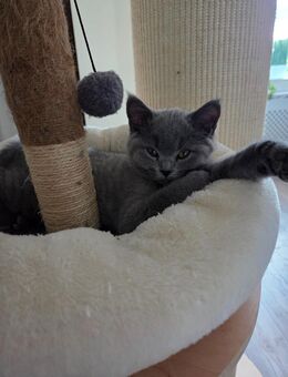 Zuckersüßes Bkh Kitten Mädchen abgabebeteit - Arnsberg