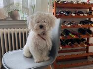 Malteser Rüde – 8 Monate alt – Sucht liebevolles Zuhause - Altensteig