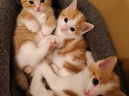 Süße Kitten suchen ein neues Zuhause - Wilnsdorf