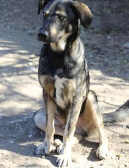 MARTIN - lustiger und liebenswerter Bub - Weiterstadt