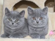 Sechs wunderschöne graue, britisch Kurzhaar kitten - Osterode (Harz)