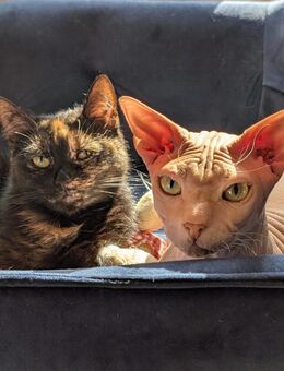 Sphynx und Schildplatt Katzen abzugeben - Bischofswerda
