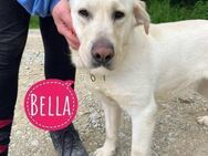 Bella sucht ihre Menschen - Flörsheim-Dalsheim