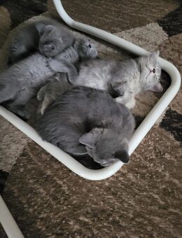 BKH Kätzchen - Böblingen