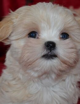 Seltener Mexico Malteser - Essen