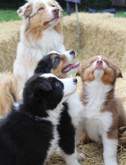 Traumhafte Australian Shepherd Welpen mit ASCA Papiere - Großenwörden