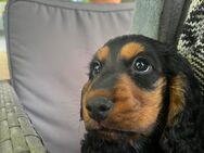 Eine wunderschöne Cocker Spaniel Hündin - Lünen