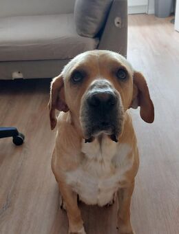 🐾 Großer, gutmütiger Hund sucht liebevolles Zuhause 🏡 - Berlin Spandau
