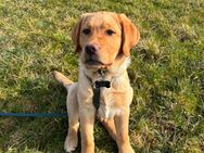 Max sucht ein neues Zuhause - Langfurth