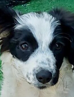 Maria - Rotenburg (Fulda)