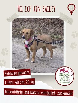 Süsse Bailey sucht ein Zuhause - Nürtingen Zentrum