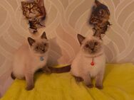 Süße BKH Katzen Babys - Jerxheim