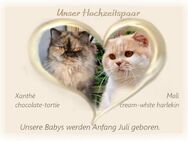 BKH und BLH Kitten werden Anfang Juli geboren. Im Oktober abzugeben - Suderburg