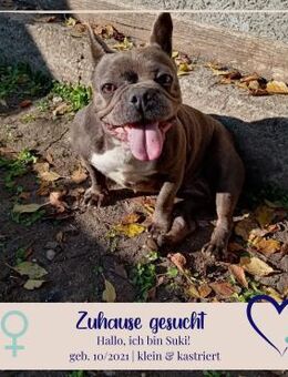 verschmusste Suki sucht dich - Philippsburg