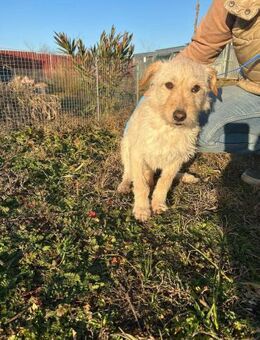 💜Berci 💜2-jähriger Mischling - Kassel