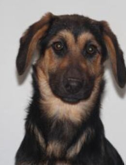 Cinderella sucht ihre Menschen - Hagen (Stadt der FernUniversität)