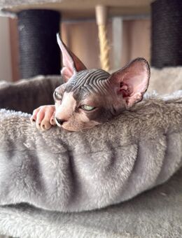 Kanadische Sphinx Baby mit Tasthaare - Berlin Marzahn-Hellersdorf