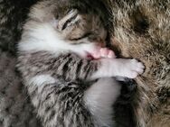 Baby Katze - Ahlen