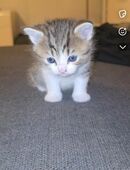 3 Bkh abzugeben in 44651