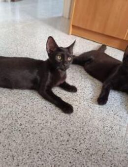 Drei Kitten suchen ein Zuhause - Benediktbeuern