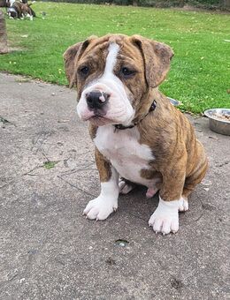 Old Englische Bulldogge Mischling Rüde - Wurzen