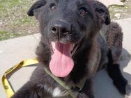 🐾Fröhlicher Welpenjunge Buddy🐾 - Eislingen (Fils)