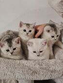 Wunderschöne Britisch Kurzhaar Kitten in 84508