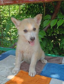 💕Skadi💕 sucht eine liebe Familie🐾💕🐾 - Freilassing