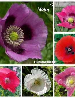 Samen Mohn rosa gefüllt, rot, lila, viele weitere Sorten - Norderstedt