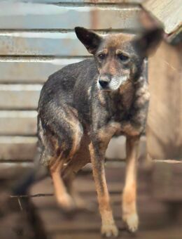 Schäferhündin - Wassenberg