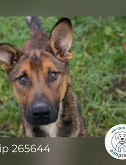 Chip 265644 sucht ein Zuhause - Kirchzell