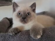 Zauberhafte reinrassige BKH Kitten - Gülzow-Prüzen