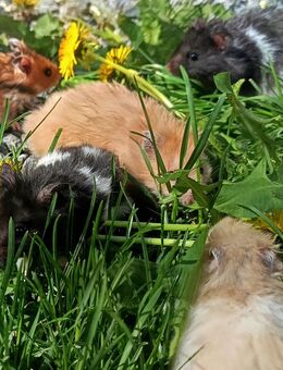 junge Goldhamster Teddyhamster Hamster Goldis Teddys in verschiedenen Farben - Neustadt (Sachsen) Hohwald