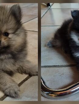 Reinrassige Zwergspitz Welpen - Marburg