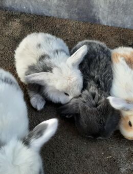 Zwergwidder ♥️ AKTUELL NACHWUCHS - Bissingen (Teck)