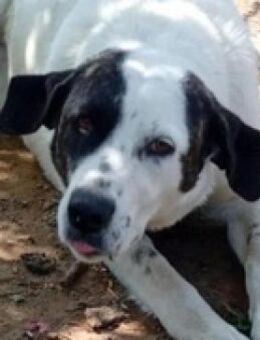 Charmante Crema-Zuhause od. Pflegestelle - Mettmann