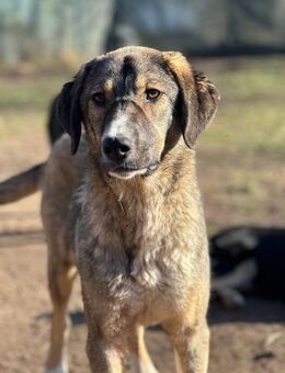 MARIA - liebes, schüchternes HSH-Mädchen - Aerzen