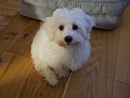 Morkie Malteser Yorkshire Mix - Annweiler (Trifels)