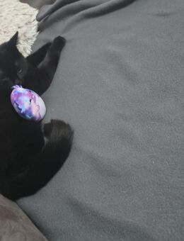 Katze bkh Mischling abzugeben - Düren