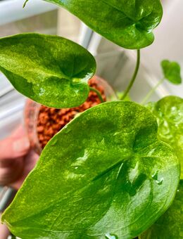 Cucullata Mint Variegata Jungpflanze - Berlin