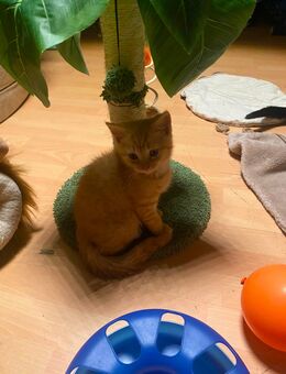 Kleiner Kater gerade 3 Monate alt britische Kurzhaar - Berlin Spandau