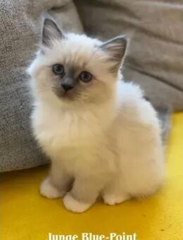 Letzte Katerchen! Wunderschöne Heilige Birma Kitten - Neuenhaus Zentrum